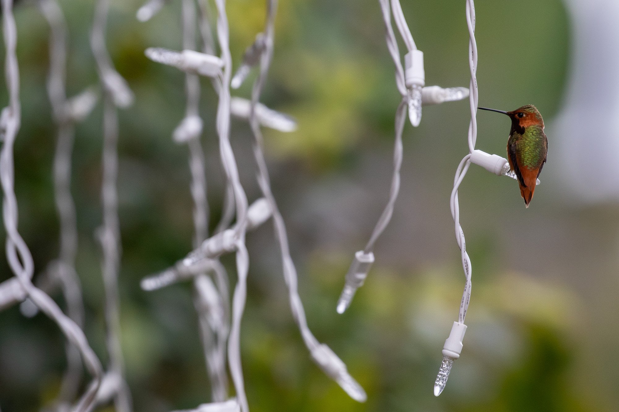 Allen’s Hummingbird