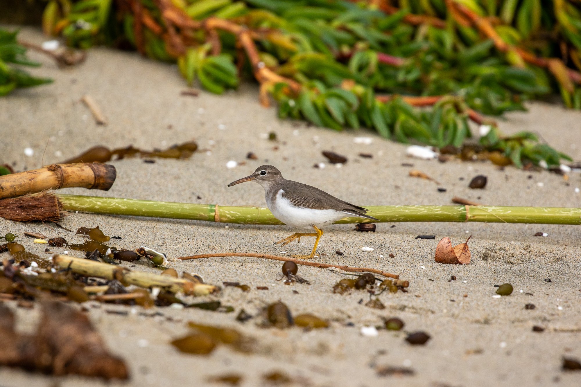 Spotted Sandpiper