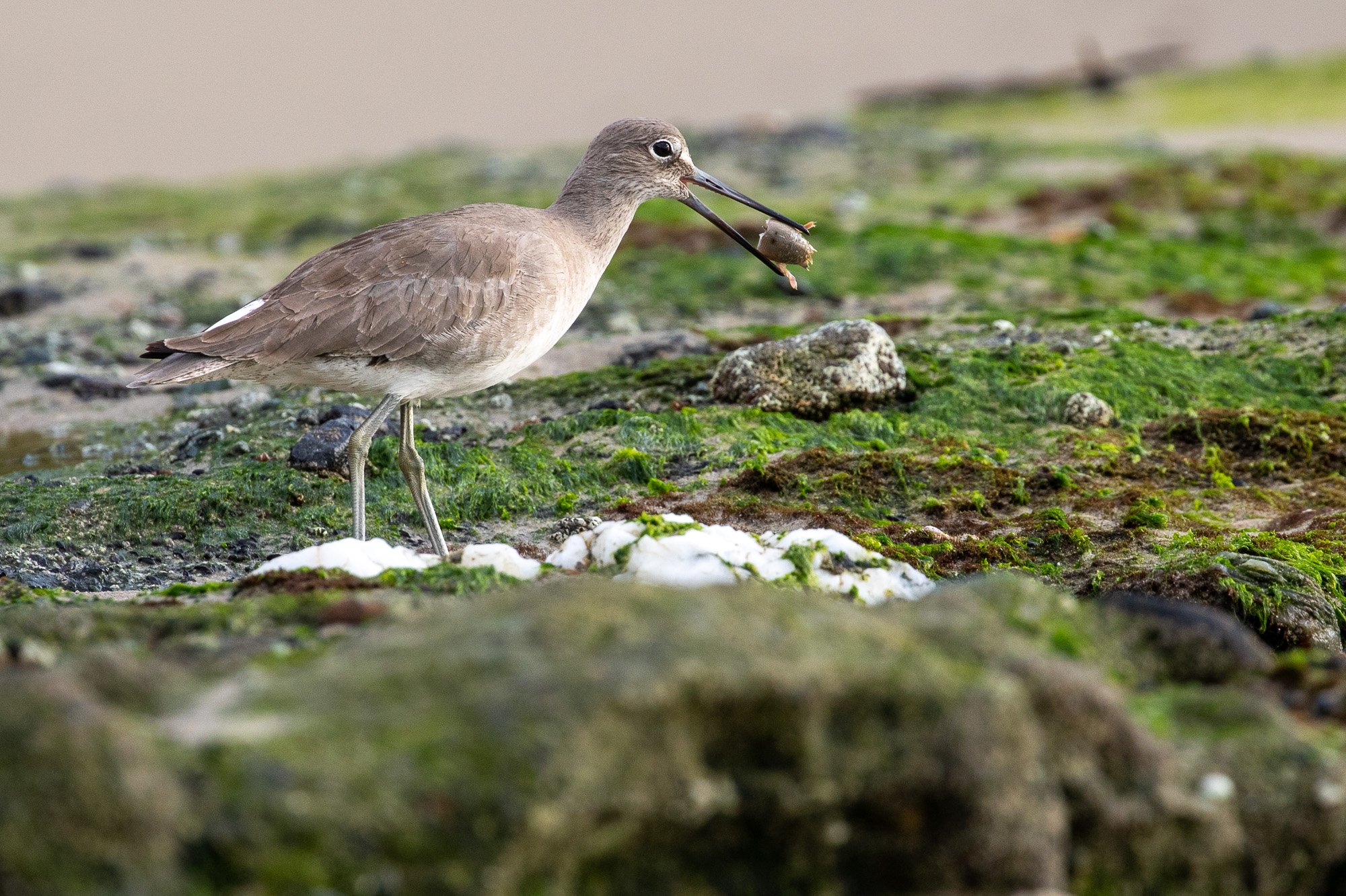 Willet