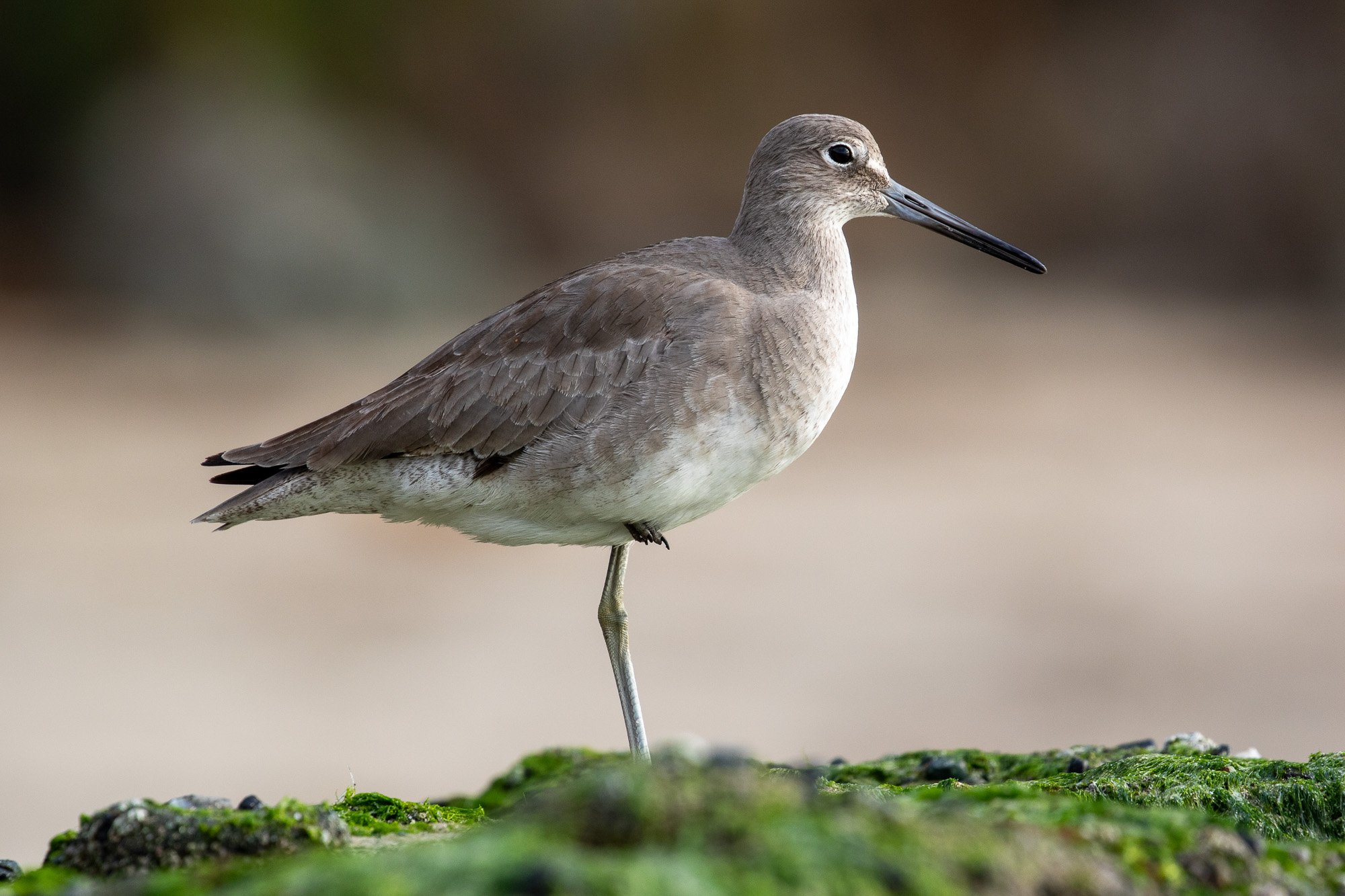 Willet