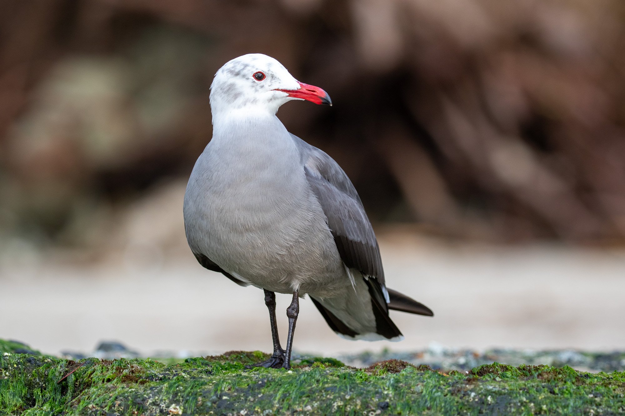 Heermann’s Gull