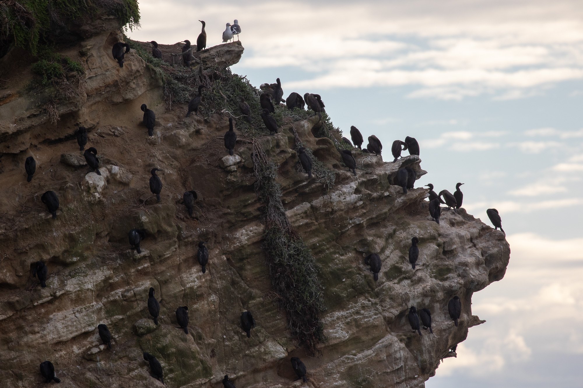 Brandt’s Cormorant