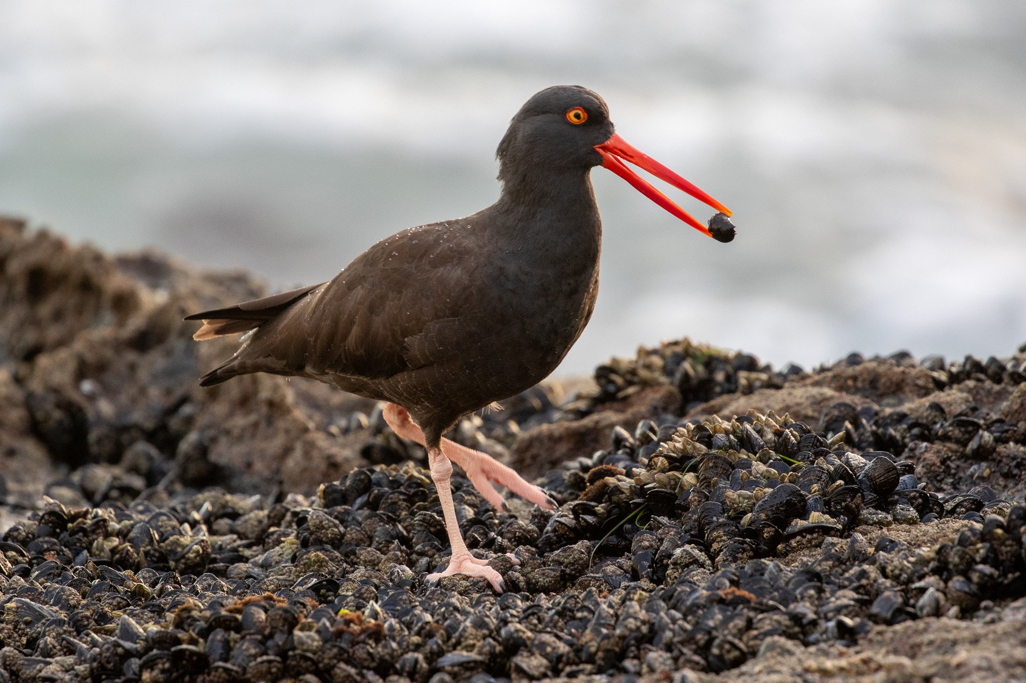 Black Oystercatcher