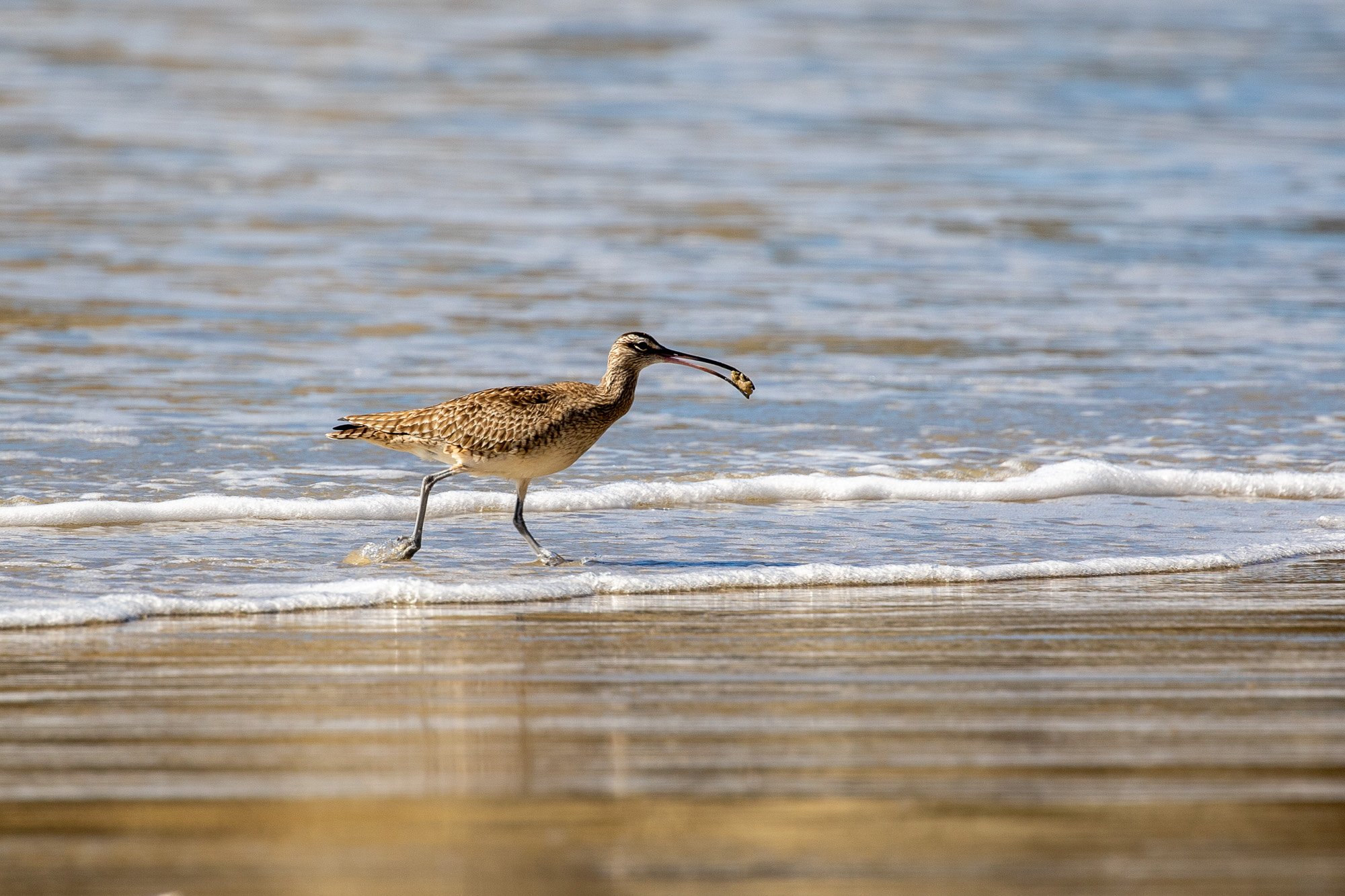 Whimbrel