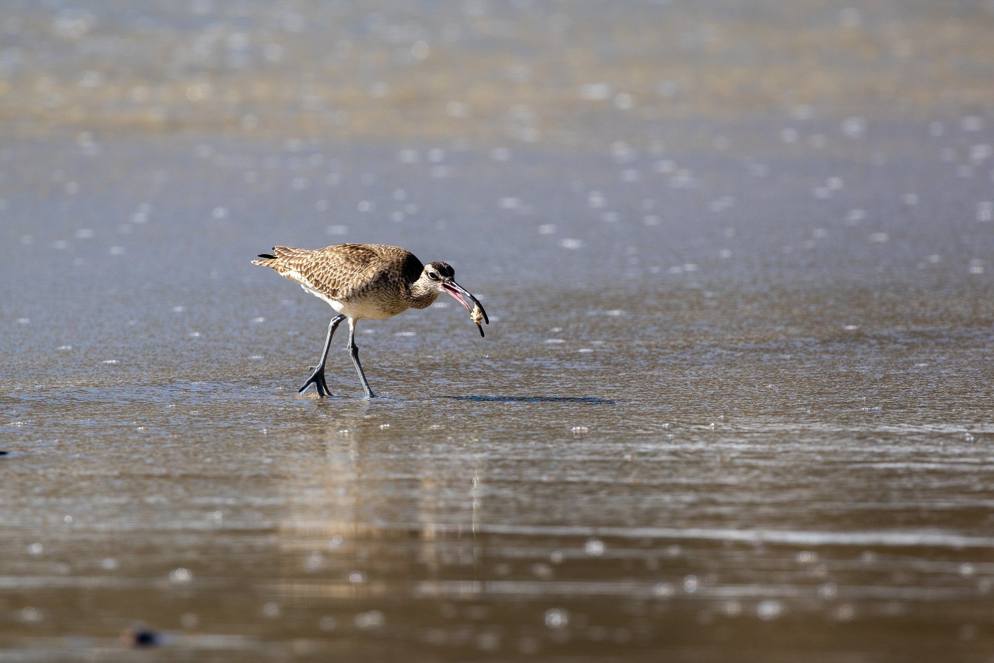 Whimbrel