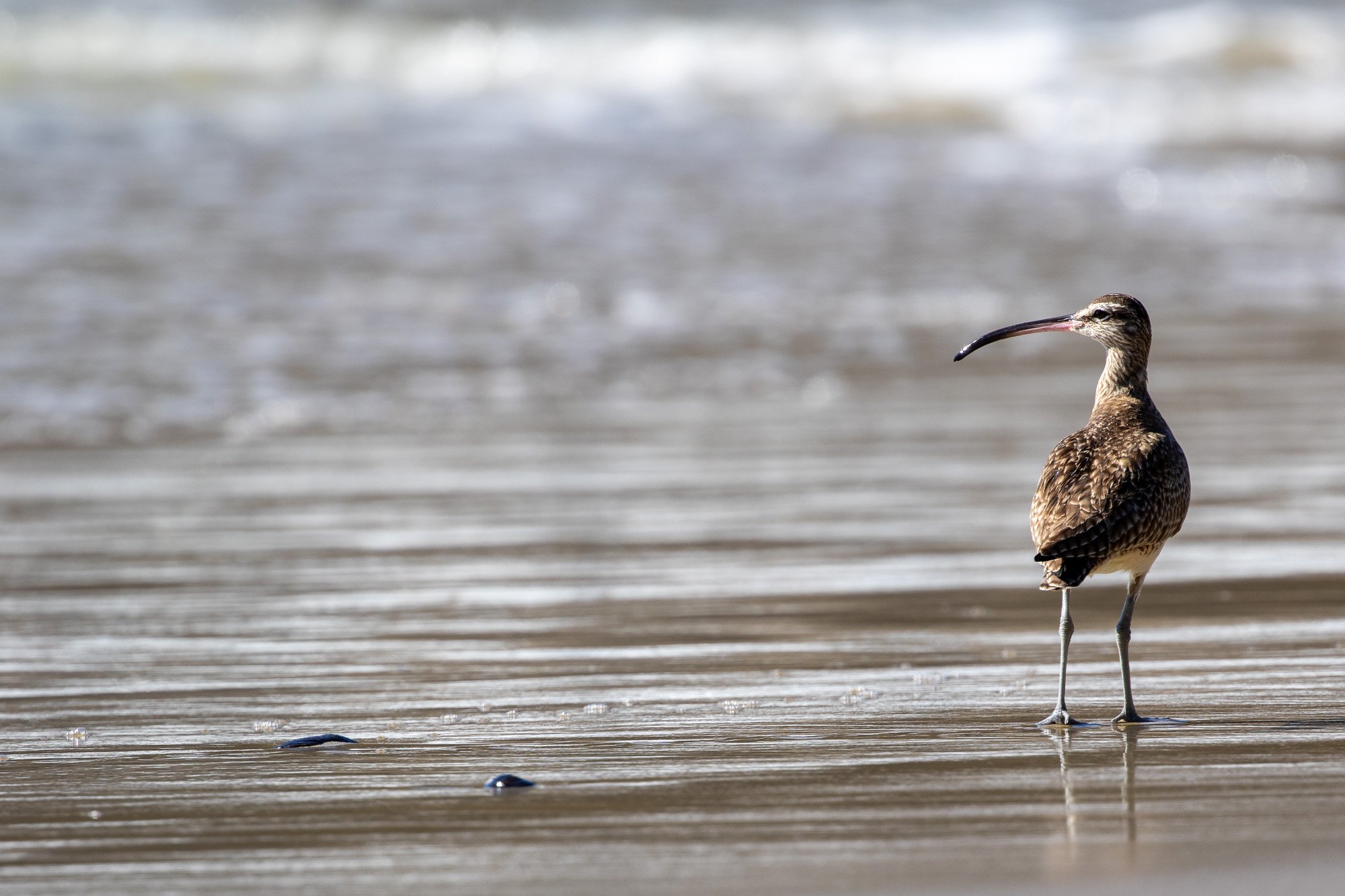 Whimbrel