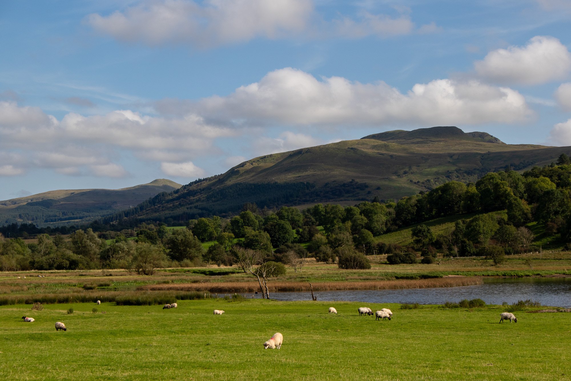 sheep