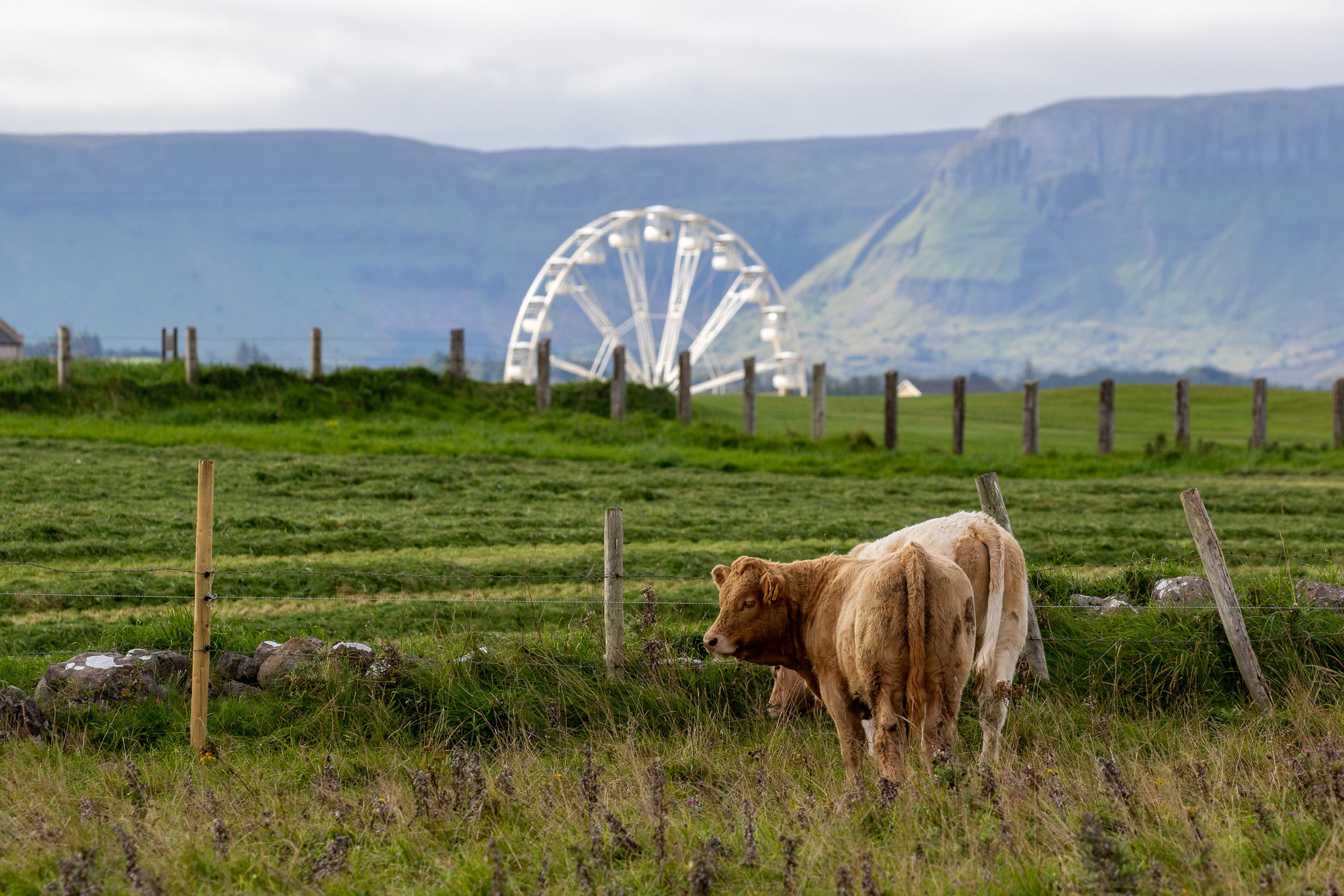 irish cow