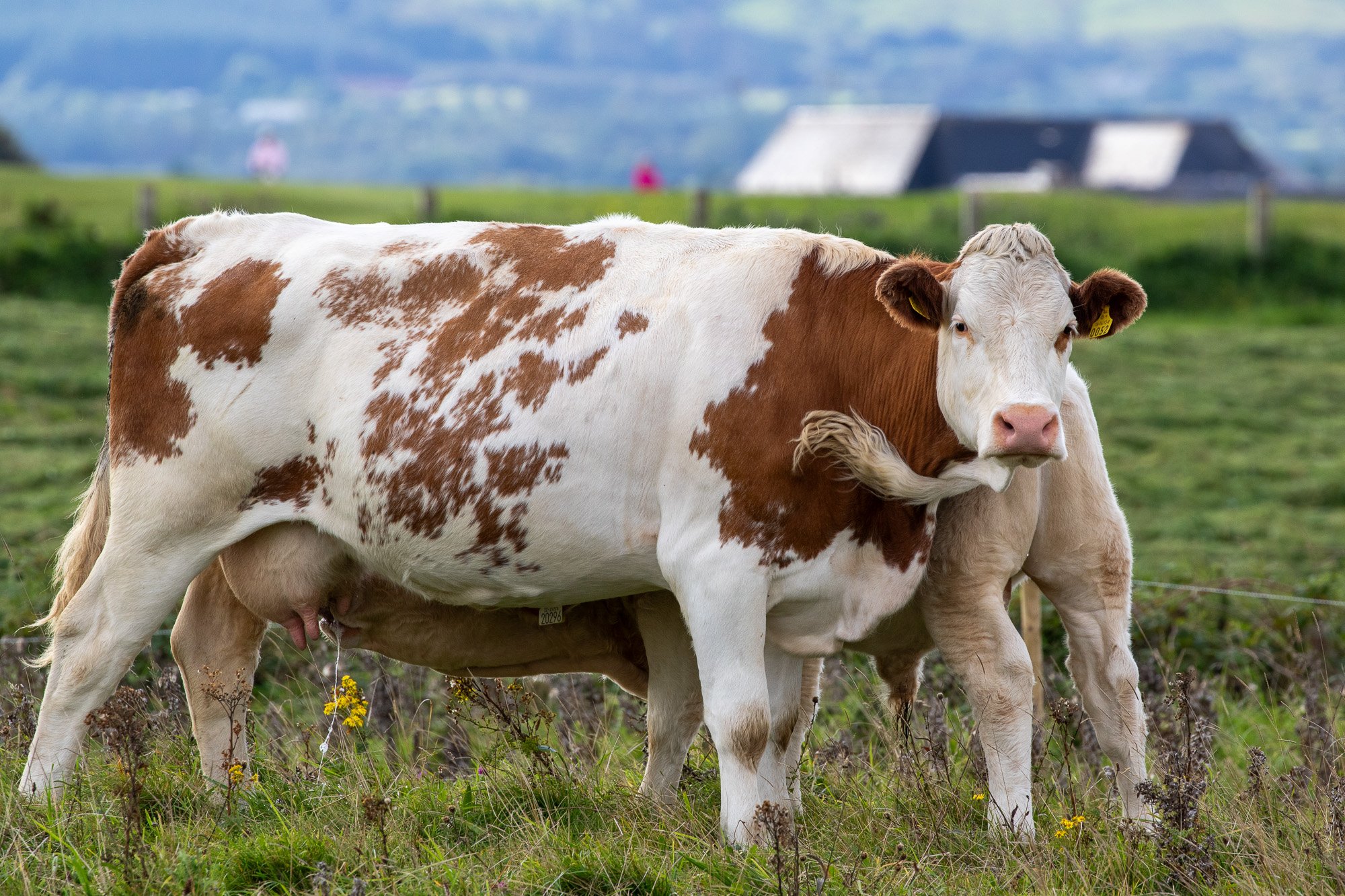 irish cow
