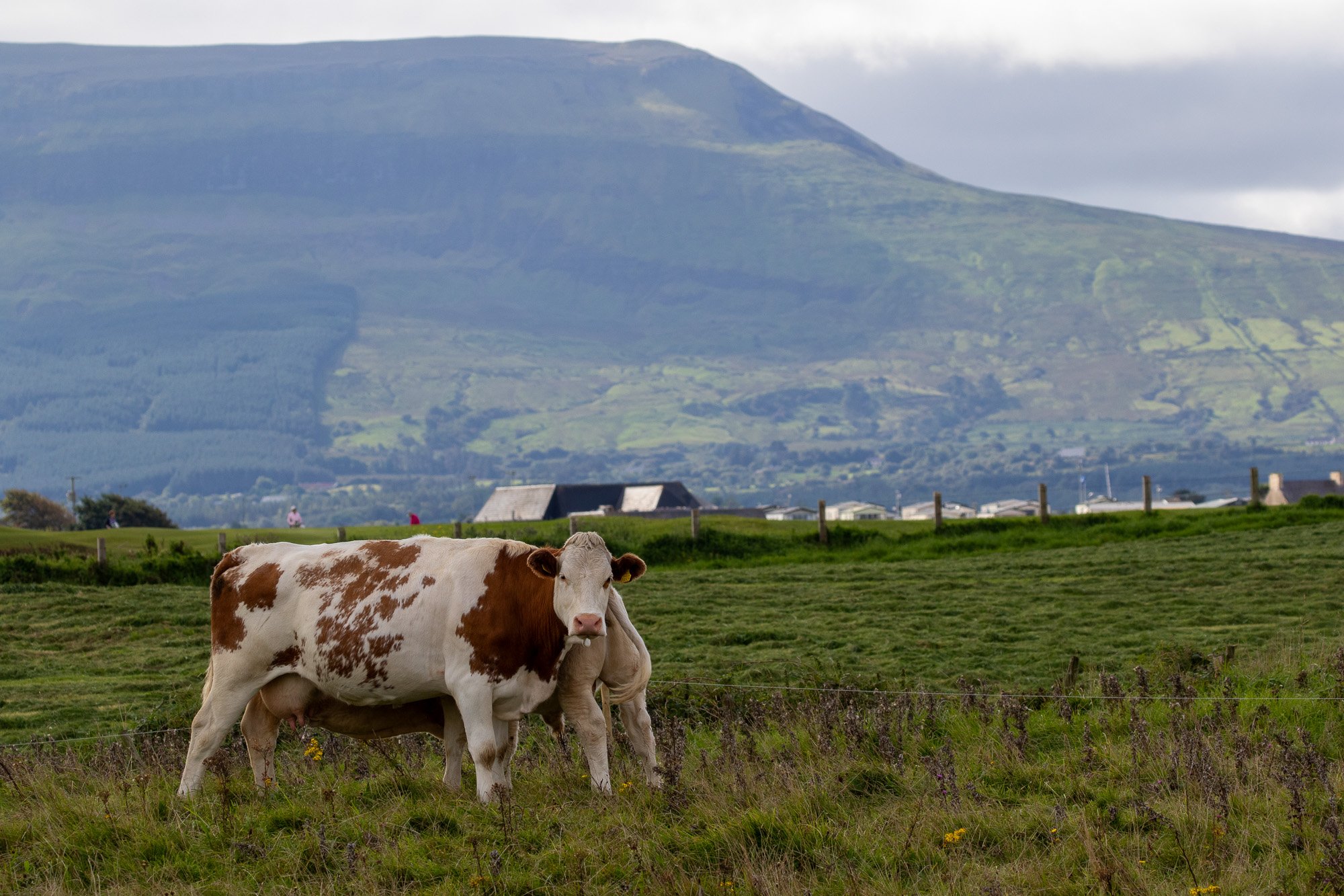 irish cow