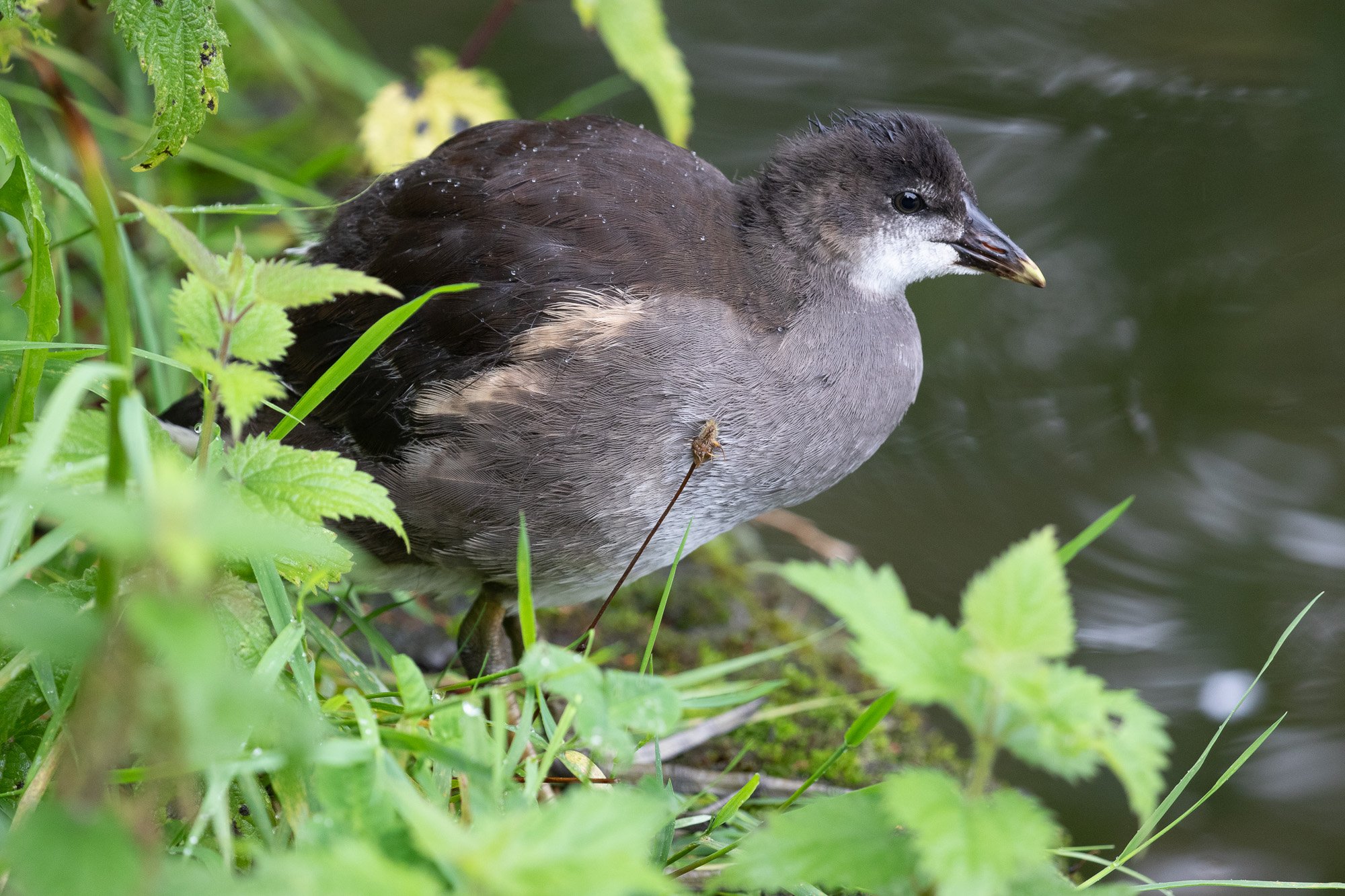 young moorhen