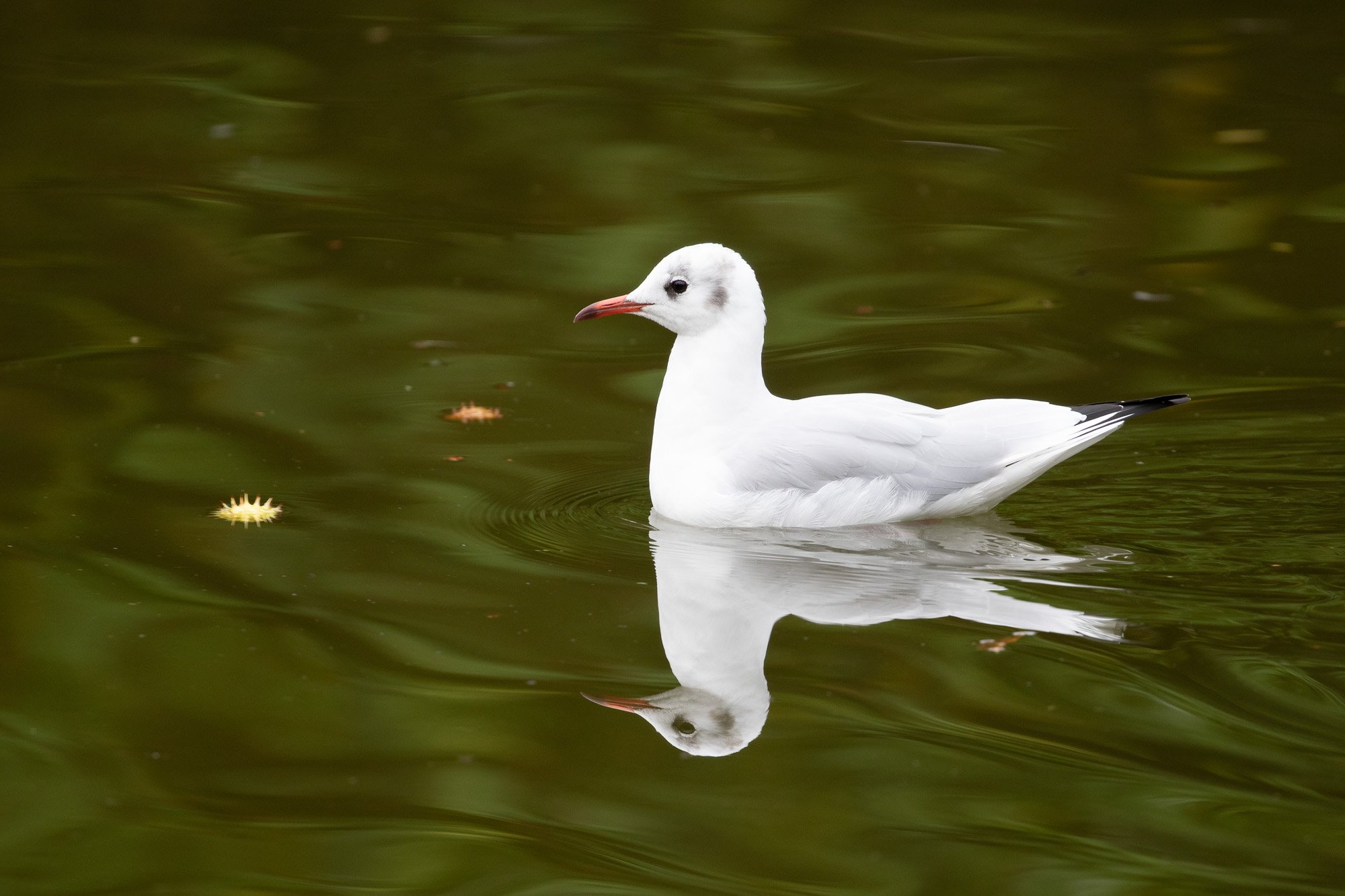 gull