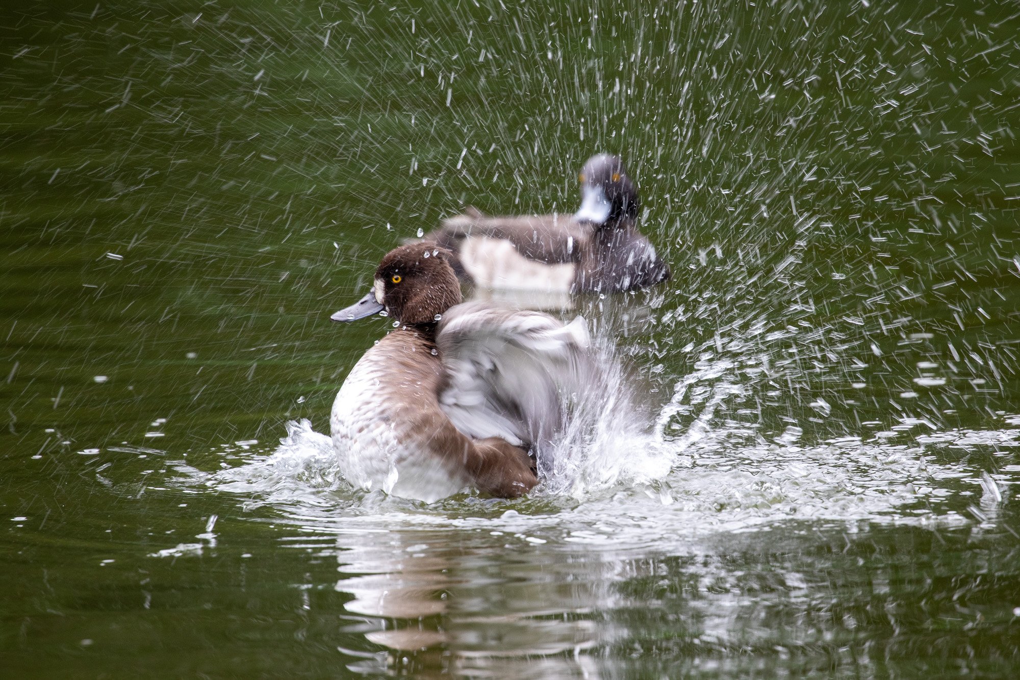 tufted duck