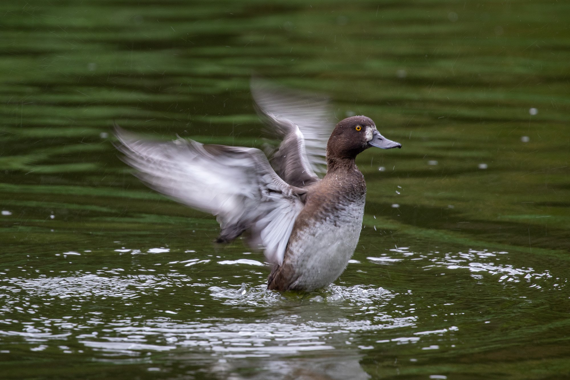 tufted duck