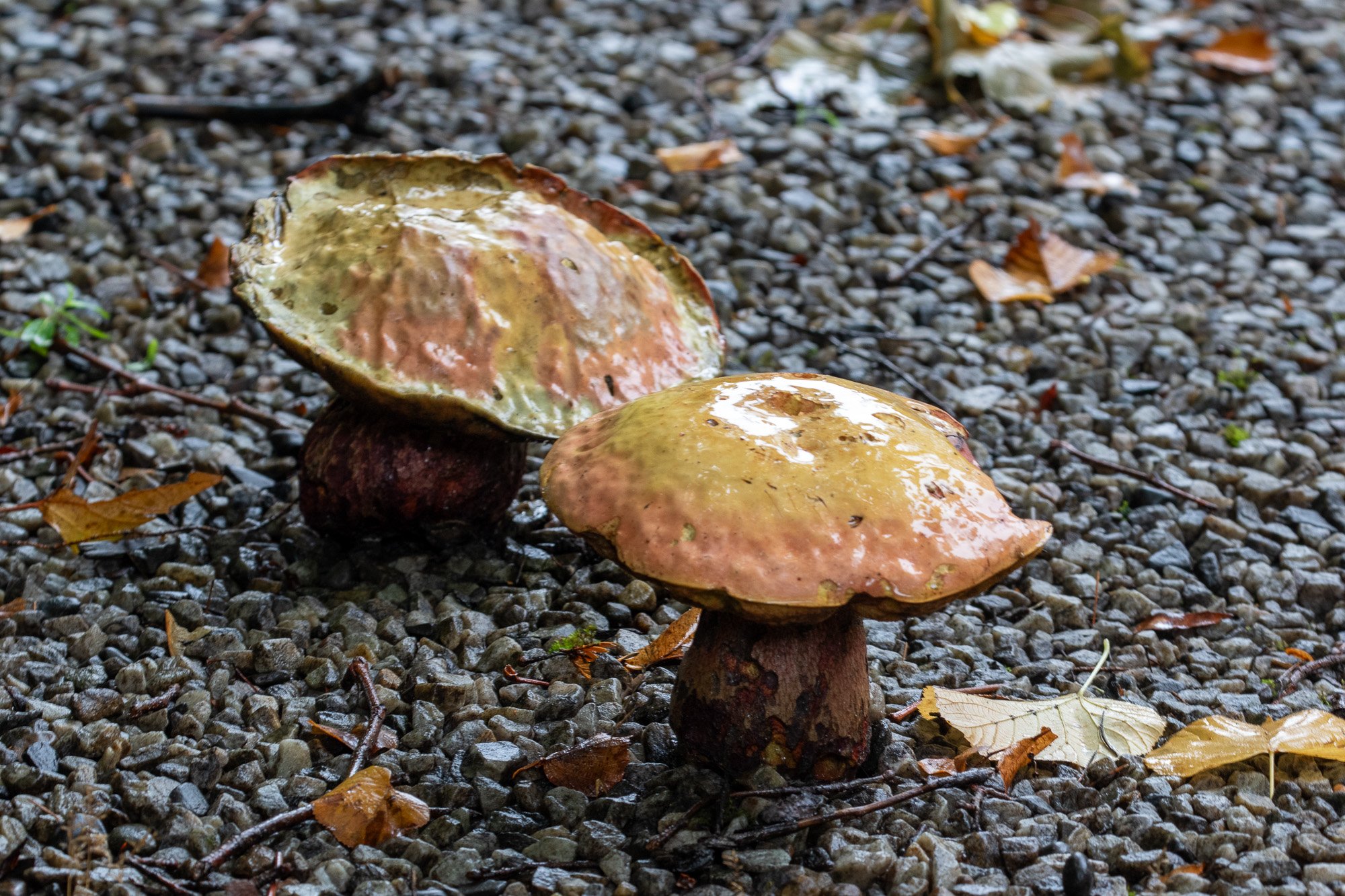 mushrooms