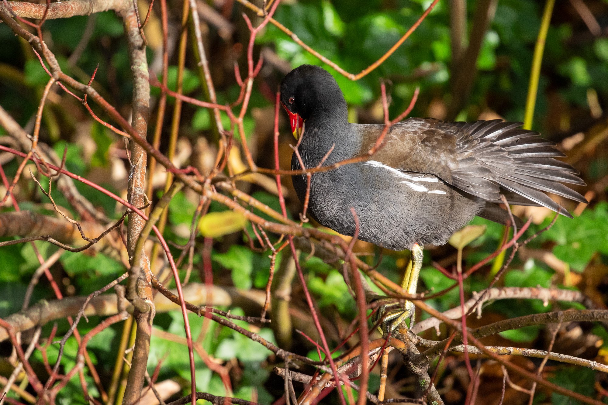 moorhen