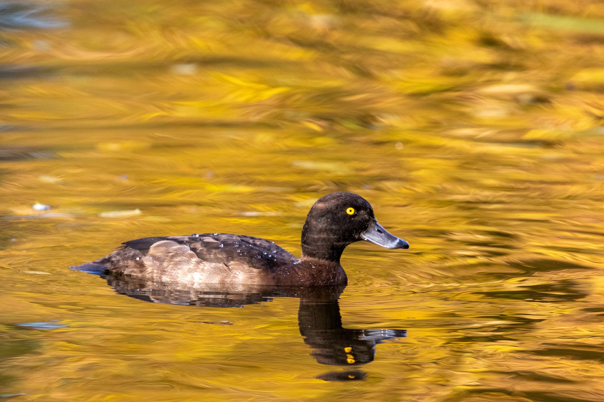 tufted duck