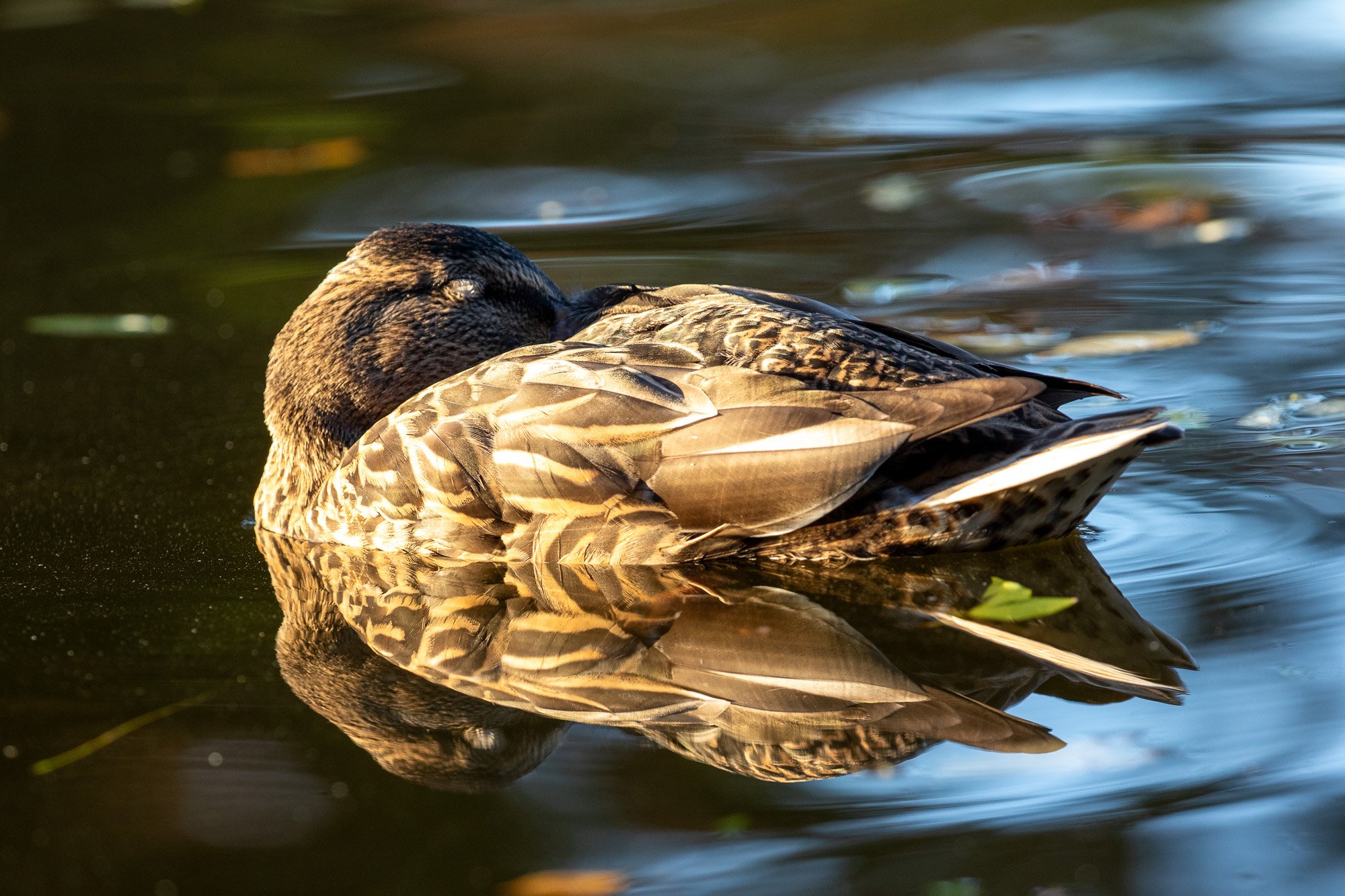 mallard duck