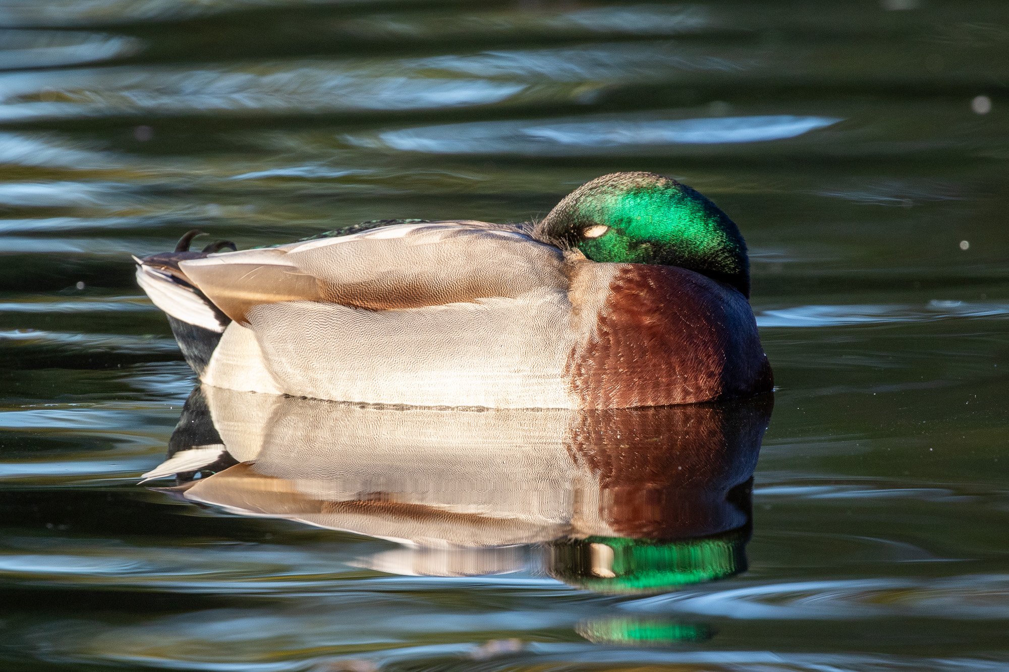 mallard duck