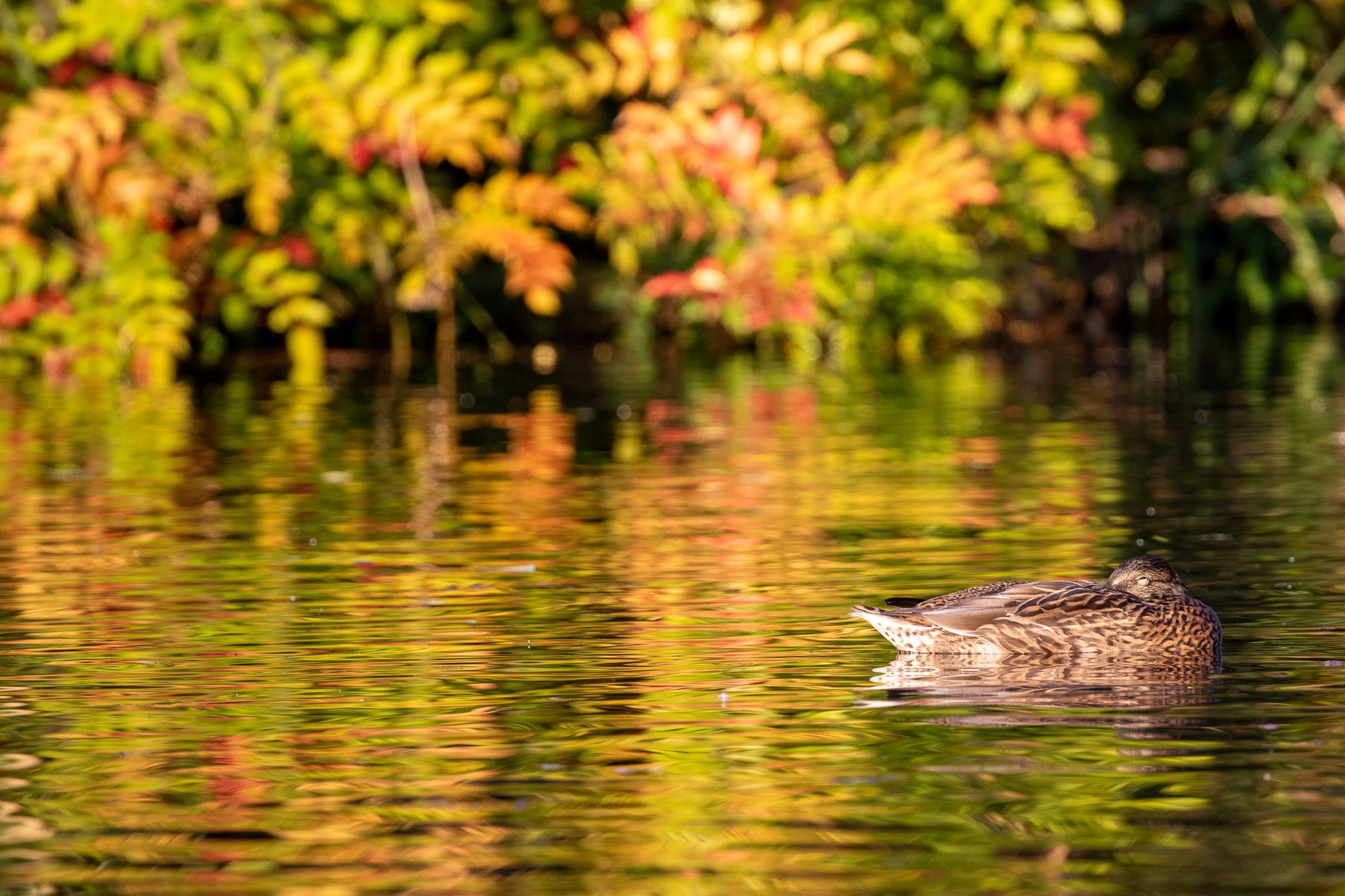 female mallard duck