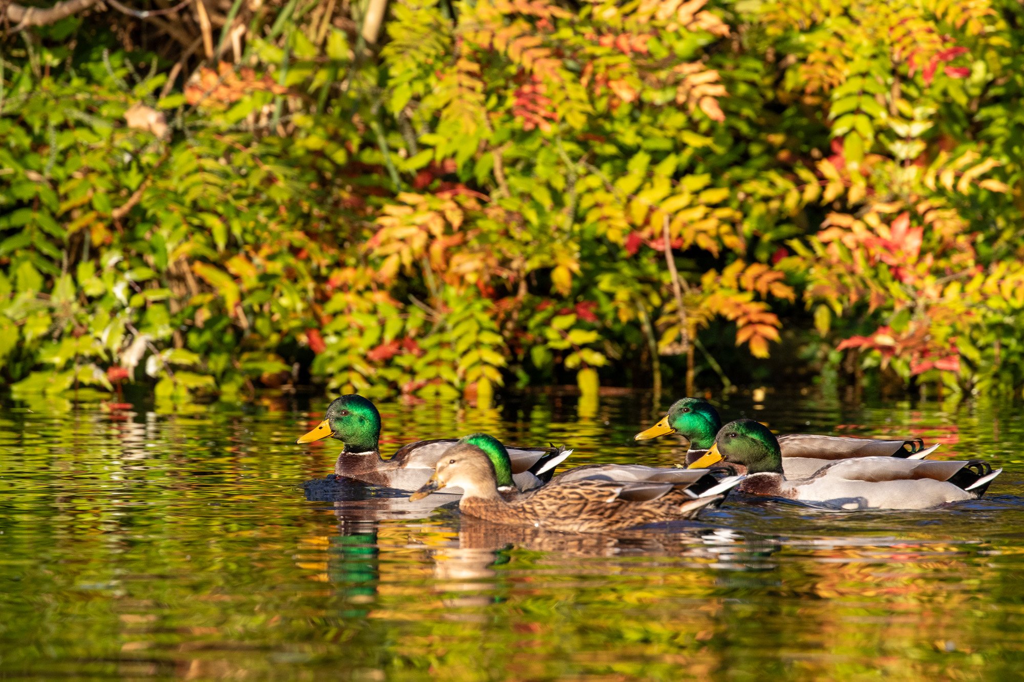 mallard duck