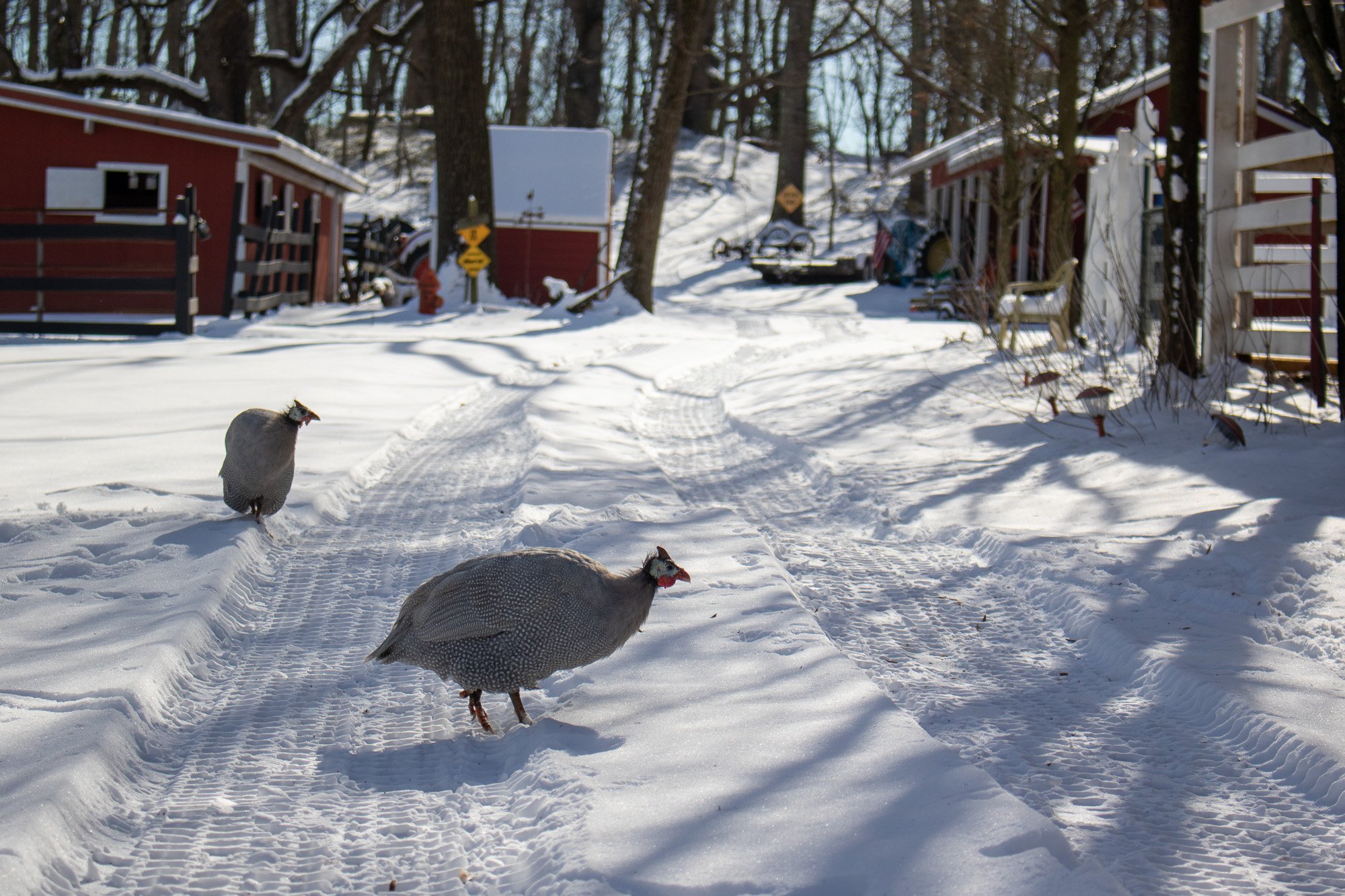 guinea hen