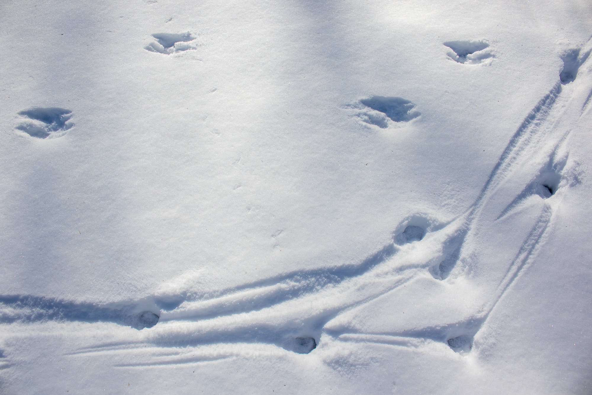 footprints