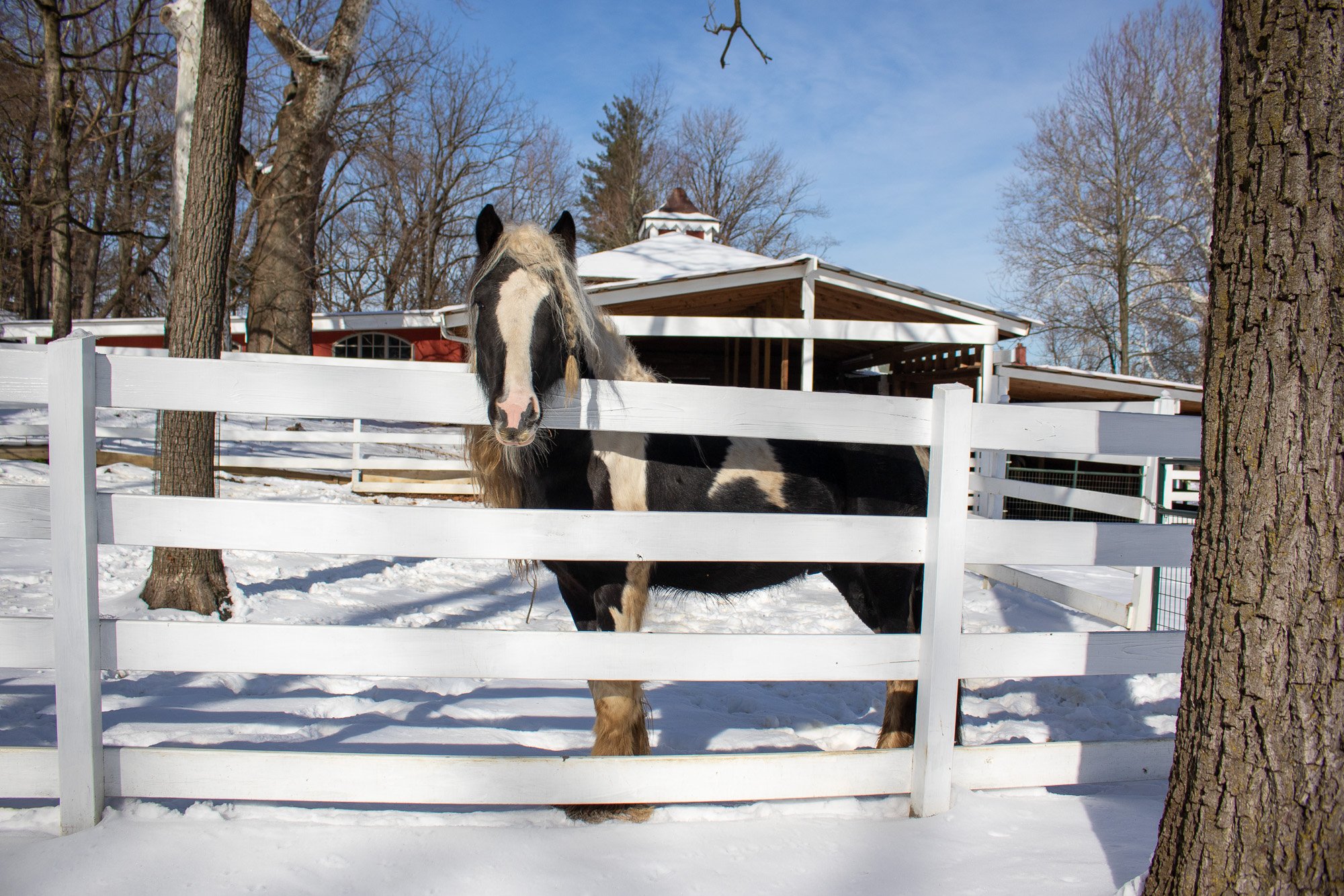 horse