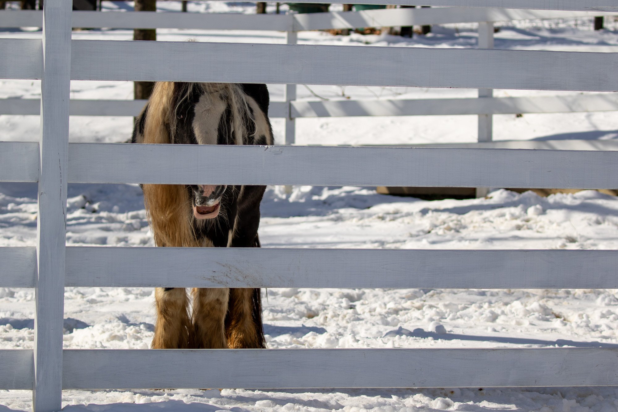 horse