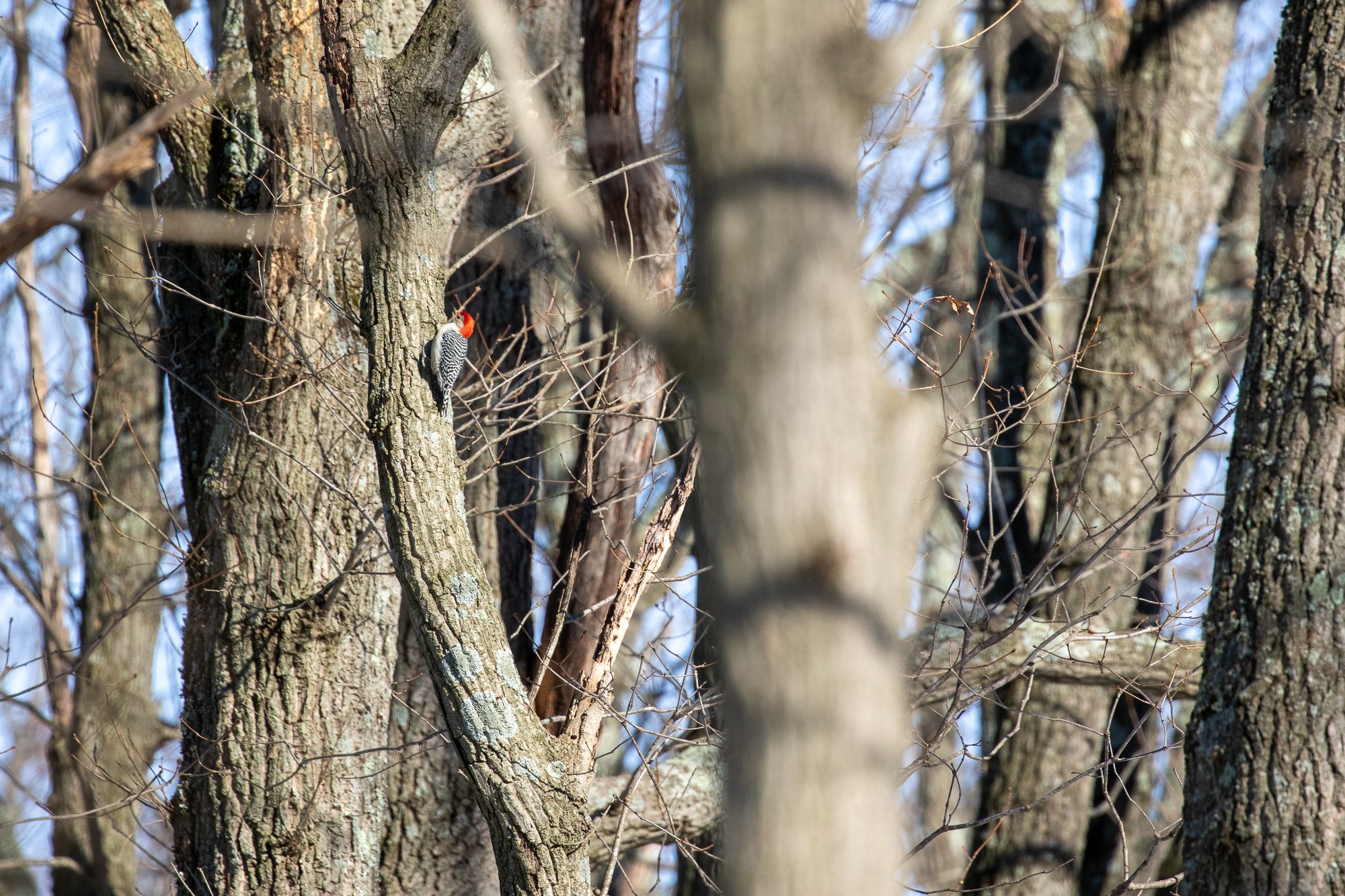 woodpecker
