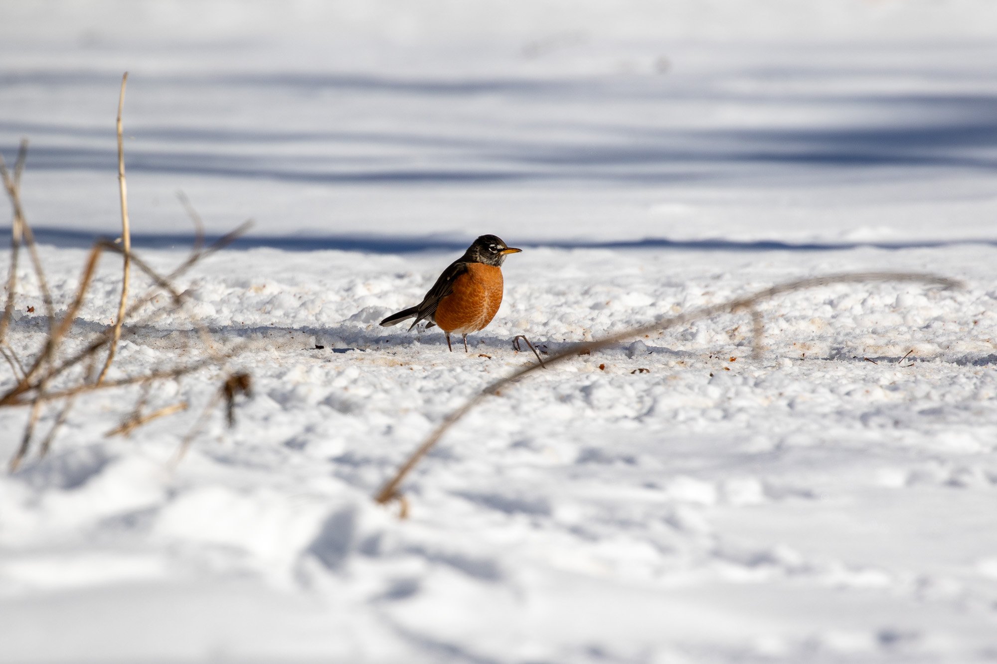 robin