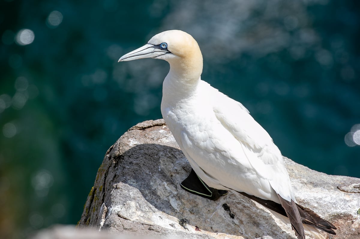 gannet saltee island